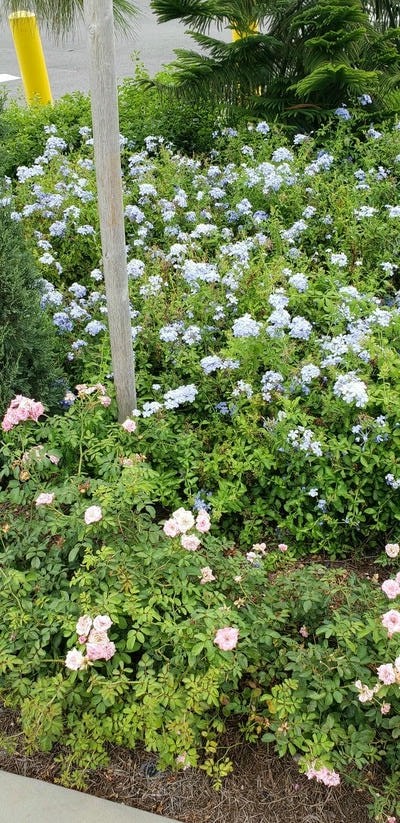 phone pics from florida